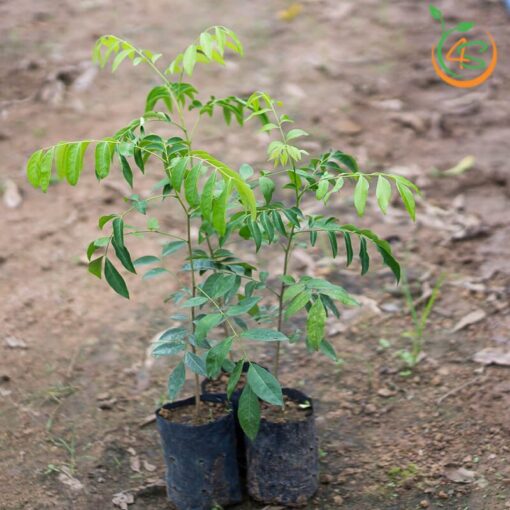 ay-mac-mat-cay-giong-4s