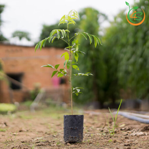 ay-mac-mat-cay-giong-4s