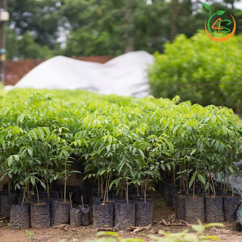 Cây Mắc Mật 13 cây giống lá mắc mật