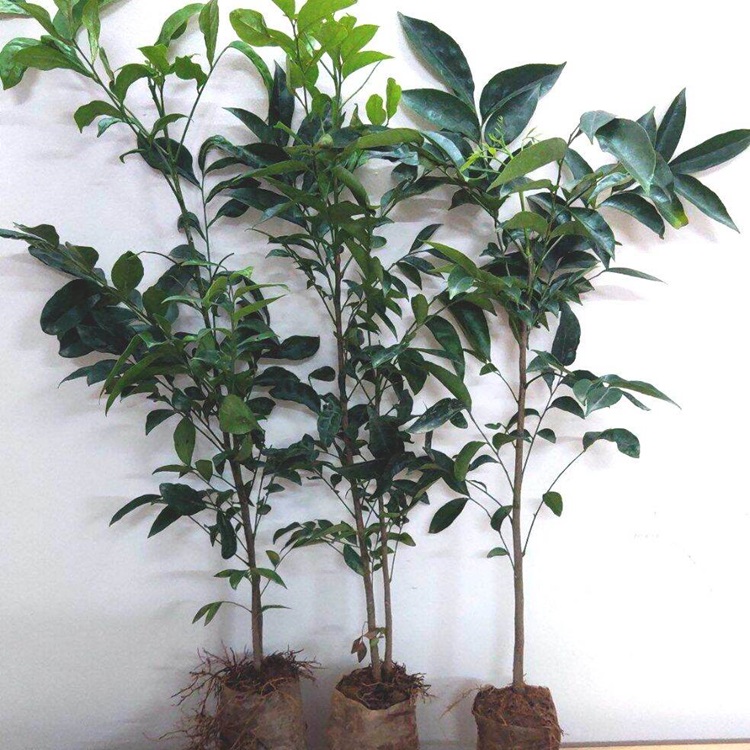 Cây Mắc Mật 10 Cây giống mắc mật