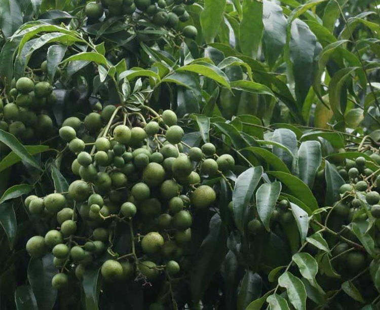 Cây Mắc Mật 9 Cây mắc mật rừng