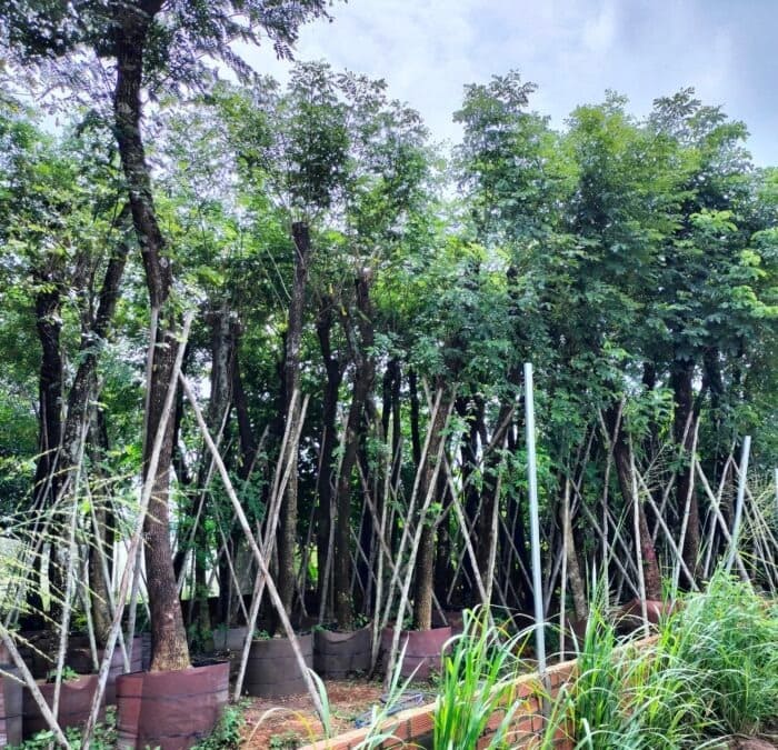 Cây me tây công trình (còng) 15 Dâm ủ cây Me Tây tại vườn Cây Giống