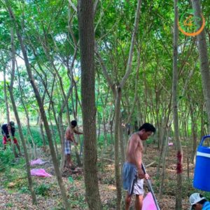 cay me tay cong trinh bong mat duong pho gia re 3