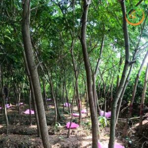 cay me tay cong trinh bong mat duong pho gia re 4