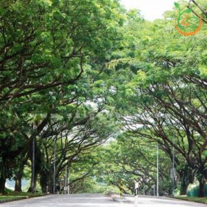 cay me tay cong trinh bong mat duong pho gia re