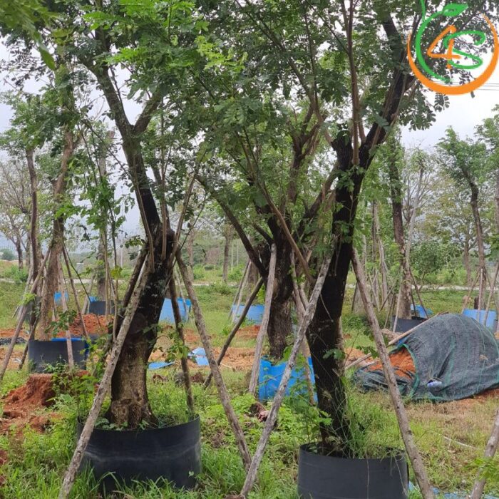 Cây me tây công trình (còng) 9 Cây Me Tây công trình bóng mát