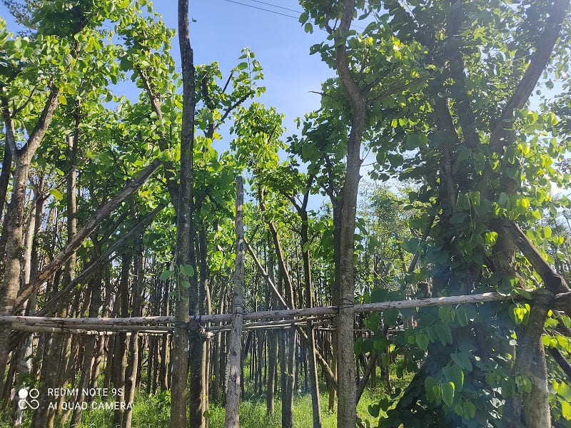 Cây Móng Bò Tím Công Trình (Cây Hoa Ban Tím) 13 cay mong bo cong trinh