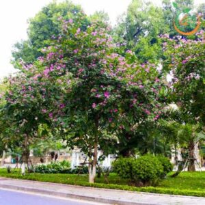 cây móng bò (hoa ban tím) công trình bóng mát