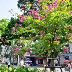 cây móng bò (hoa ban tím)