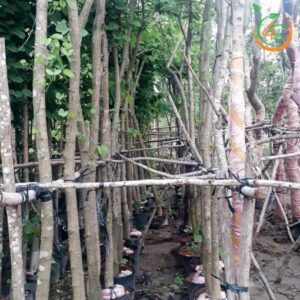 cây móng bò (hoa ban tím) giá rẻ