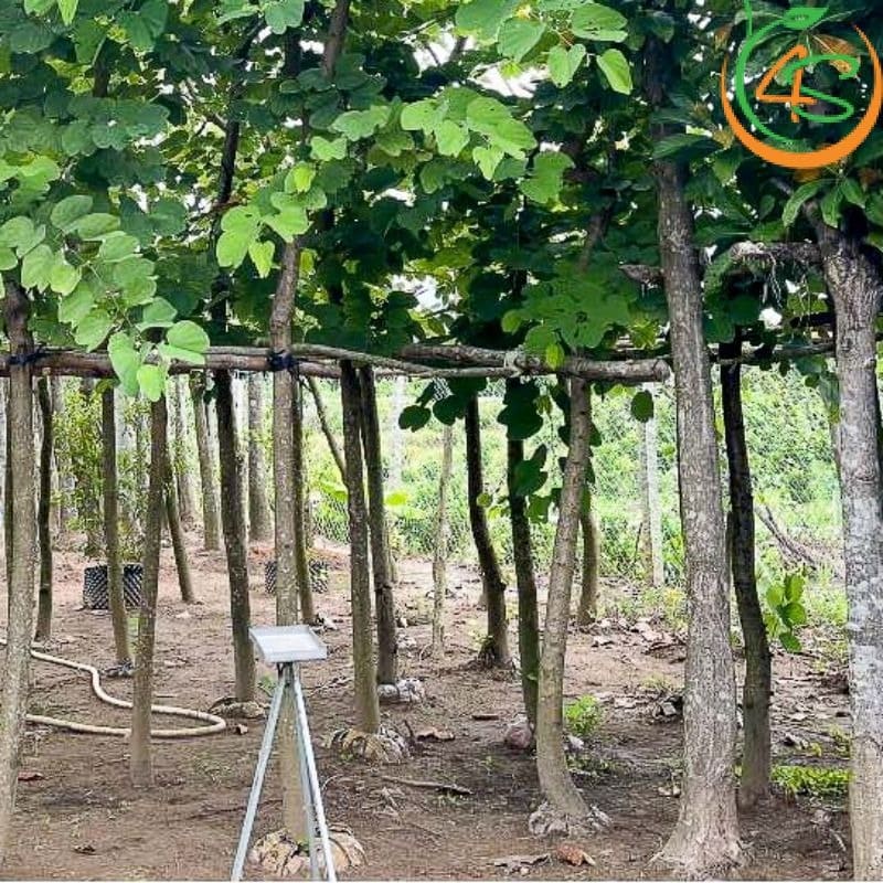 Cây Móng Bò Tím Công Trình (Cây Hoa Ban Tím) 12 cây Móng Bò công trình khỏe đẹp