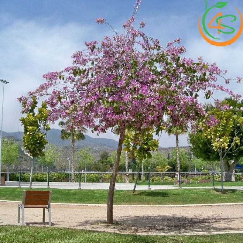 Cây Móng Bò Tím Công Trình (Cây Hoa Ban Tím) 11 Móng Bò công trình khoe sắc