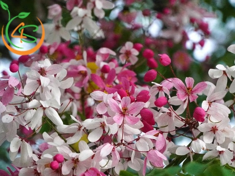 Cây Muồng Hoa Đào 17 cây muồng anh đào