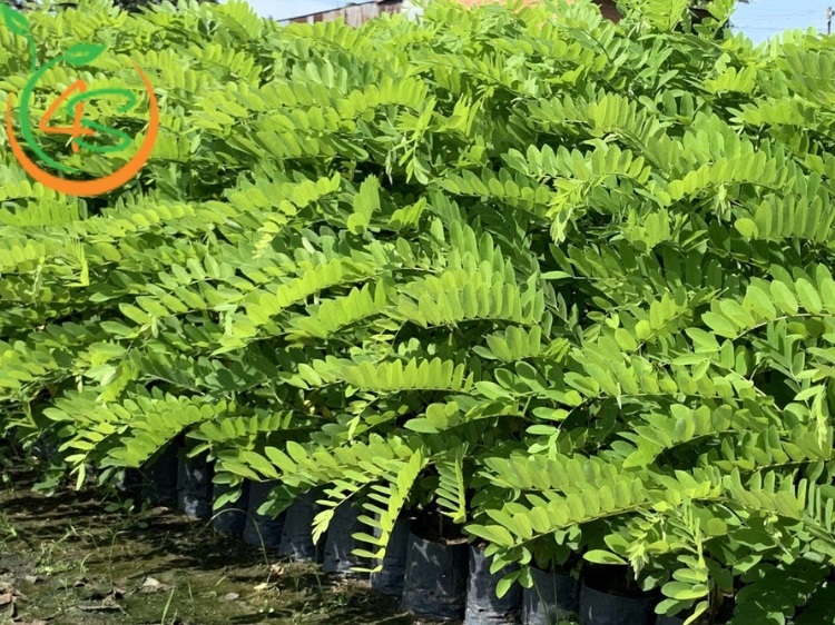 Cây Muồng Hoa Đào 18 cây muồng anh đào