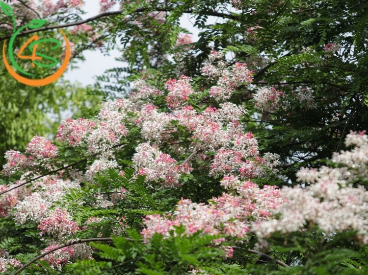 Cây Muồng Hoa Đào 7 cây muồng anh đào