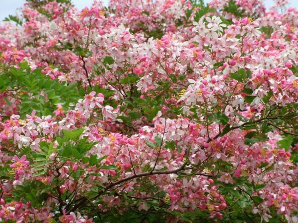 Cây Muồng Hoa Đào (phượng hồng) 8 cay muong anh dao 2 e1703581471459