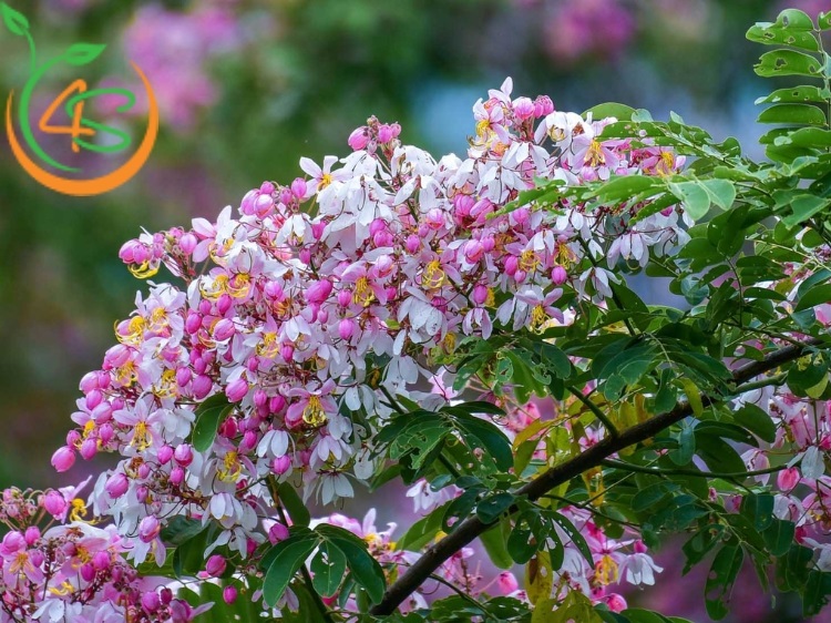 Cây Muồng Hoa Đào 8 cây muồng anh đào