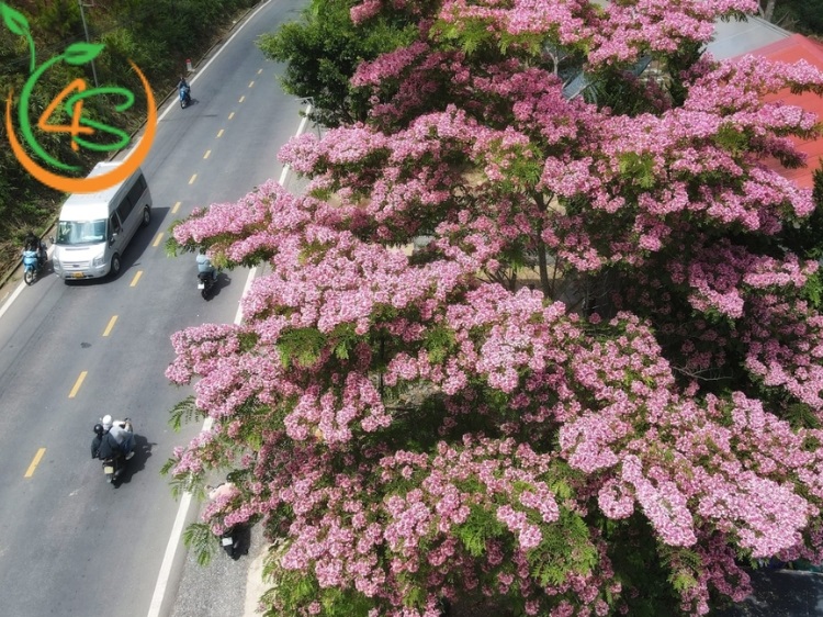 Cây Muồng Hoa Đào 9 cây muồng anh đào