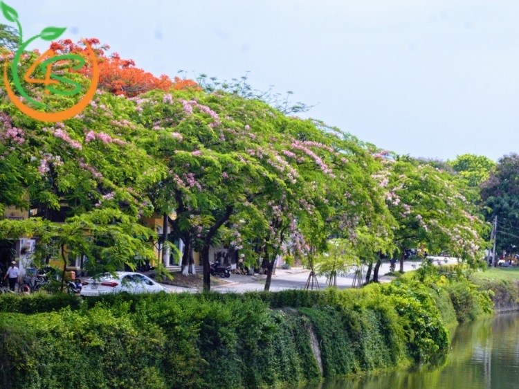 Cây Muồng Hoa Đào 10 cây muồng anh đào