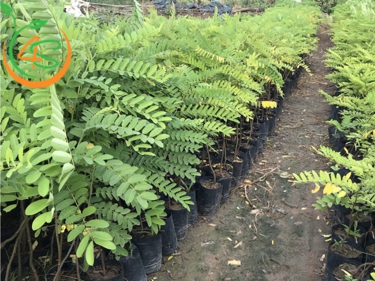 Cây Muồng Hoa Đào 13 cây muồng anh đào