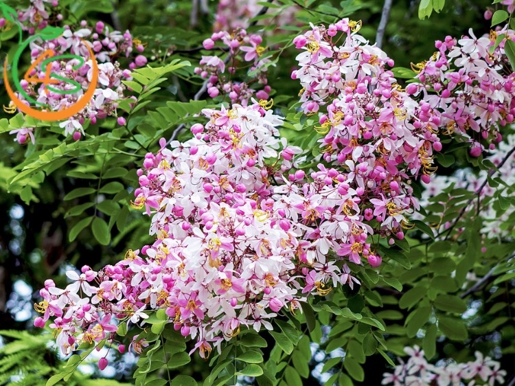 Cây Muồng Hoa Đào 14 Hoa muồng anh đào