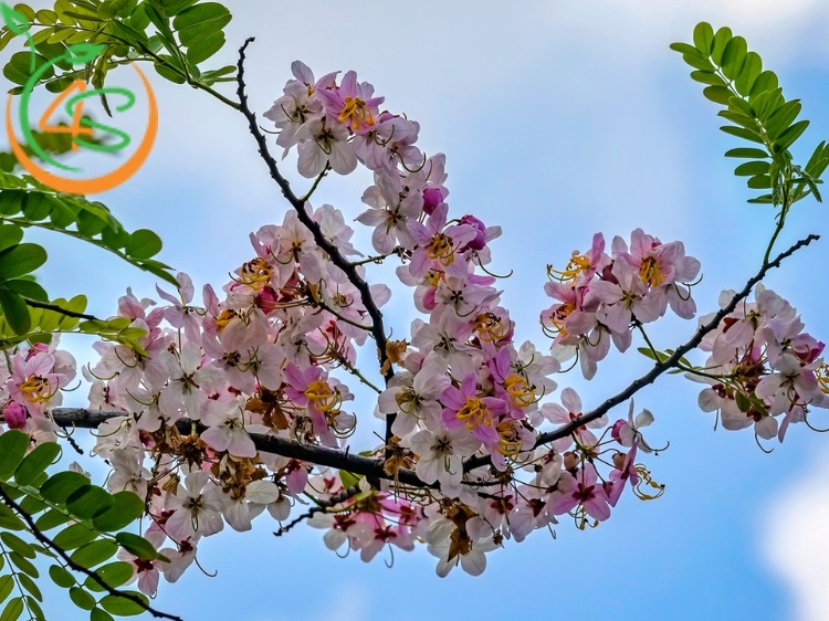 Cây Muồng Hoa Đào 15 Hoa muồng anh đào