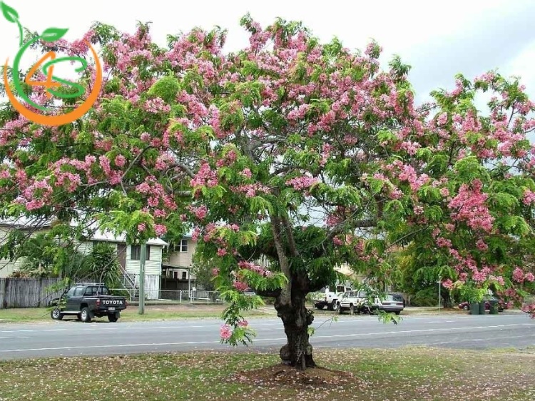 Cây Muồng Hoa Đào 16 cây muồng anh đào