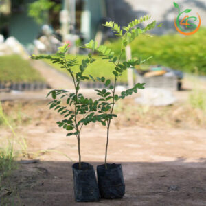 cay-muong-hoa-dao-cay-giong-4s