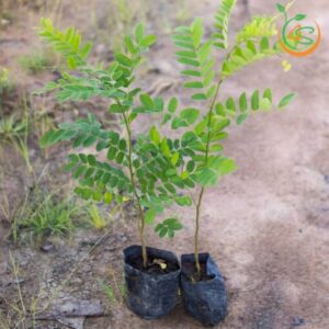 cay-muong-hoa-dao-cay-giong-4s