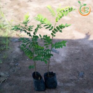 cay-muong-hoa-dao-cay-giong-4s