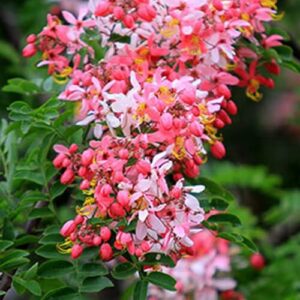 cay muong hoa dao giong 2