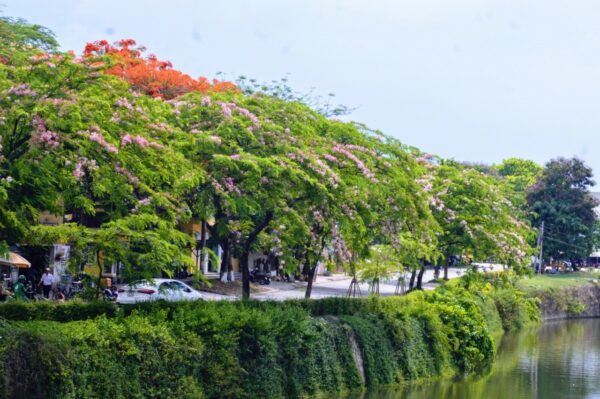 Cây Muồng Hoa Đào (phượng hồng) 10 cay muong hoa dao thumb e1703581754818