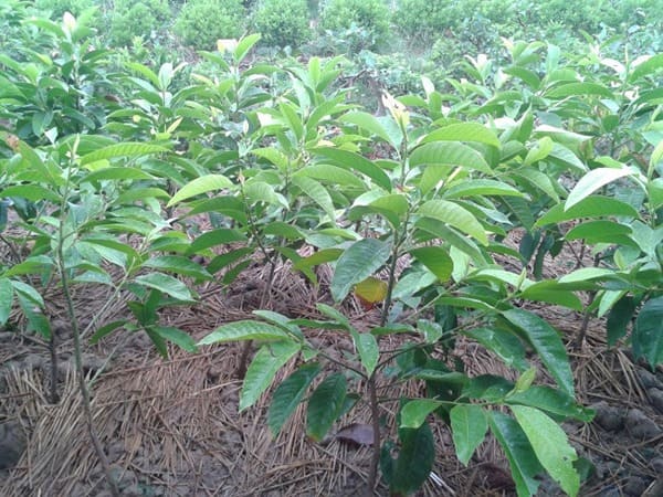 Cây Ngọc Lan 9 Vườn cây Ngọc Lan giống