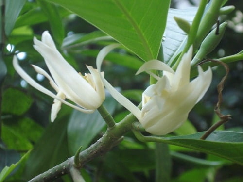 Cây Ngọc Lan 8 cây ngọc lan giống