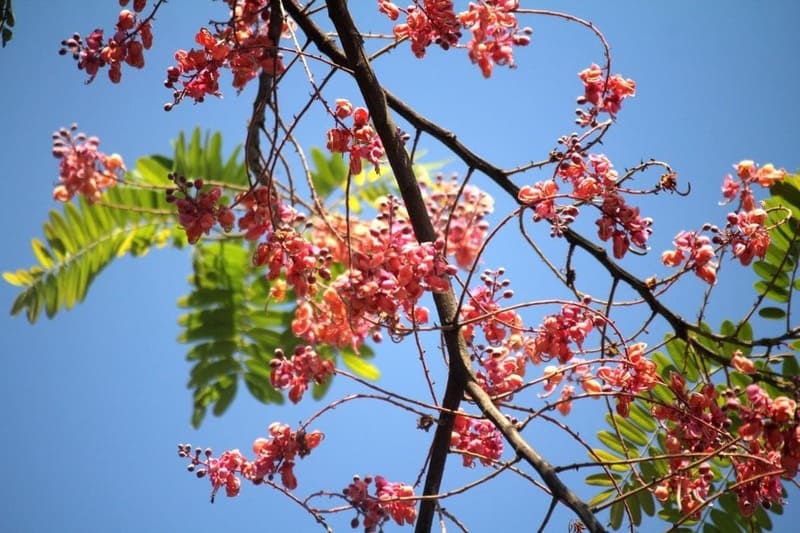Cây Ô Môi 9 Hoa cây Ô Môi có màu hồng tươi