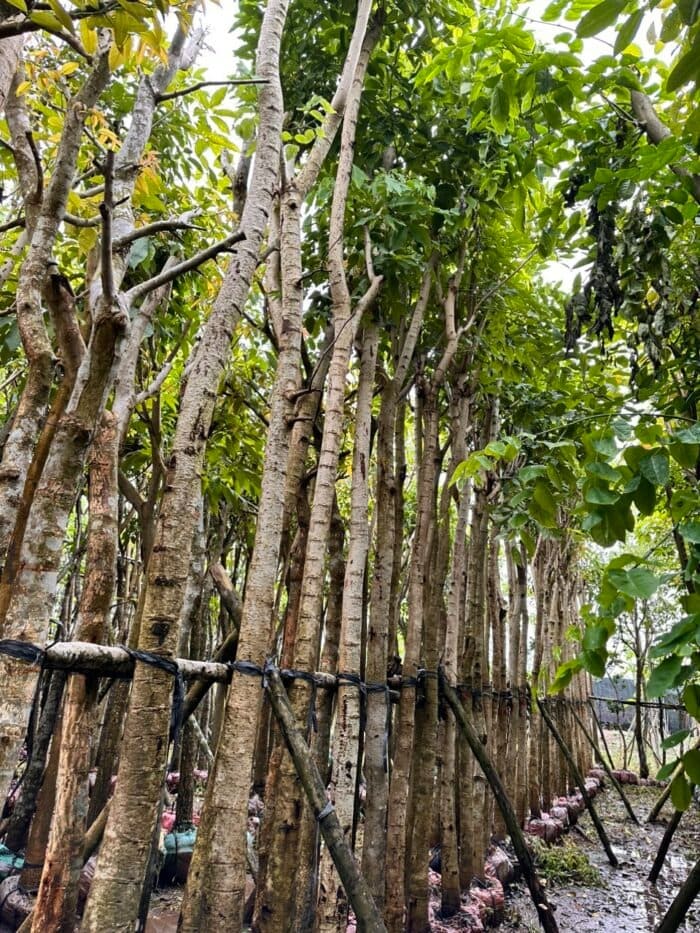 Cây Osaka hoa vàng công trình (muồng hoàng yến) 17 Cây Osaka công trình đẹp