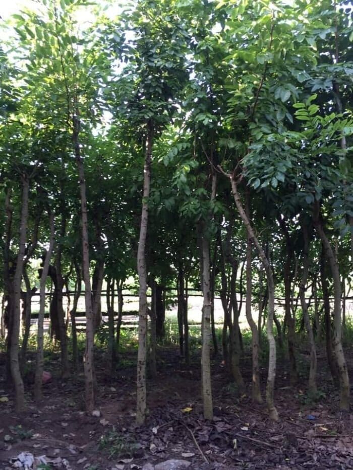 Cây Osaka hoa vàng công trình (muồng hoàng yến) 16 Cây Osaka công trình