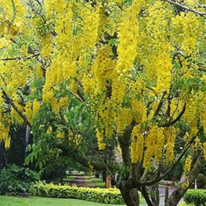 cay osaka vang cong trinh