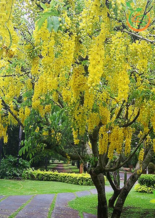 cay osaka vang cong trinh