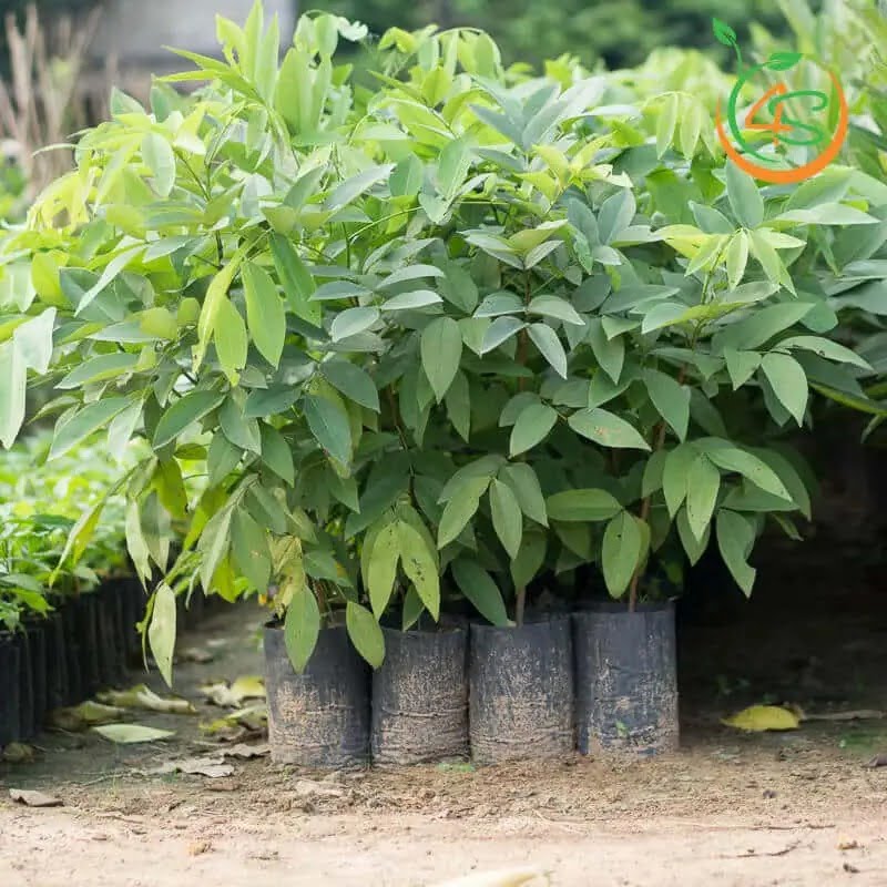 Cây Osaka Hoa Vàng (muồng hoàng yến) 15 Cây Osaka giống đủ chuẩn đem trồng