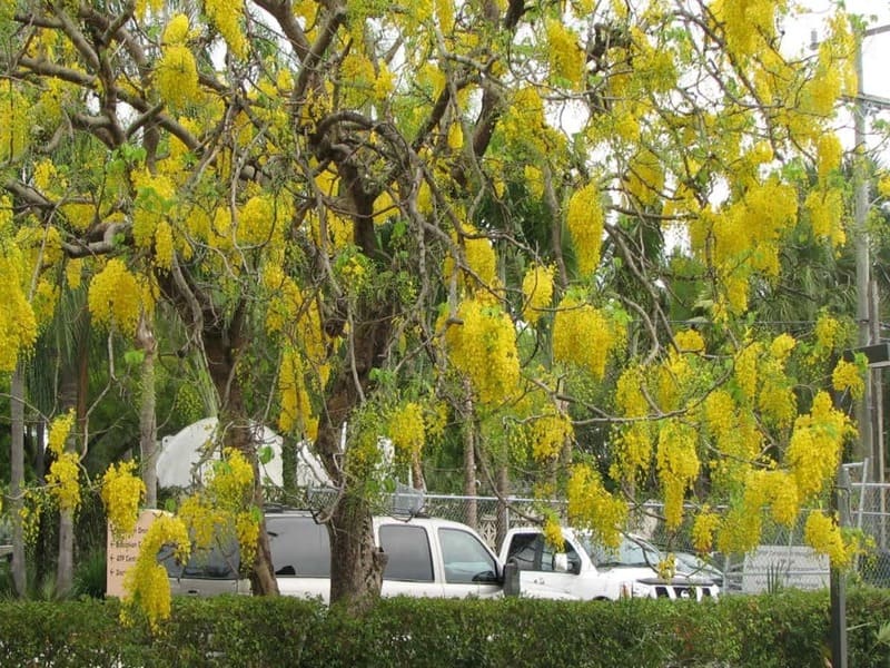 Cây Osaka Hoa Vàng (muồng hoàng yến) 12 cay-osaka-vang-ung-dung