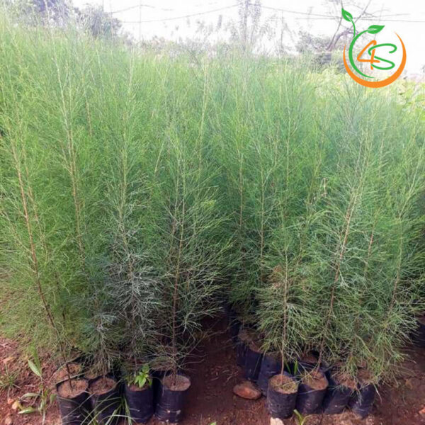 Cây Phi Lao 8 bán cây phi lao giống