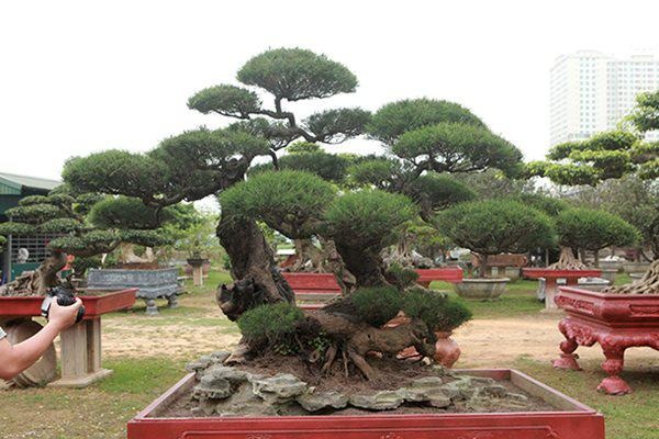 Cây Phi Lao 10 Cây Phi Lao Bonsai