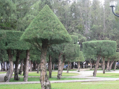 Cây Phi Lao 6 cây phi lao