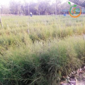 giống cây phi lao