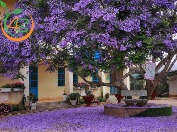 Cây Phượng Tím 8 cây phượng tím