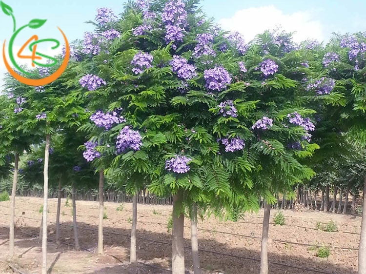 Cây Phượng Tím 9 cây phượng tím