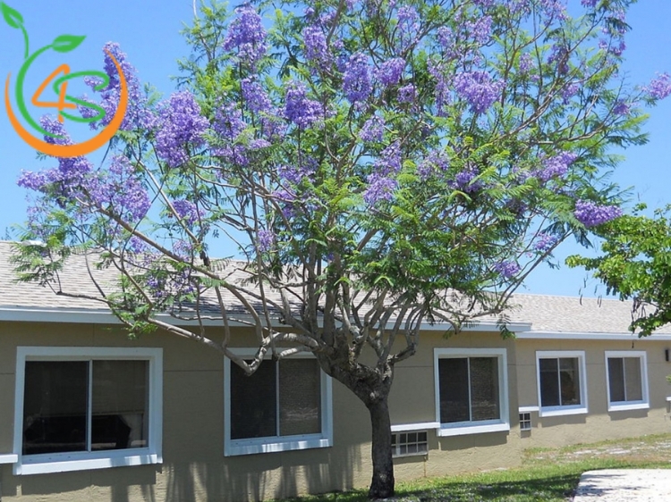 Cây Phượng Tím 10 cây hoa phượng tím