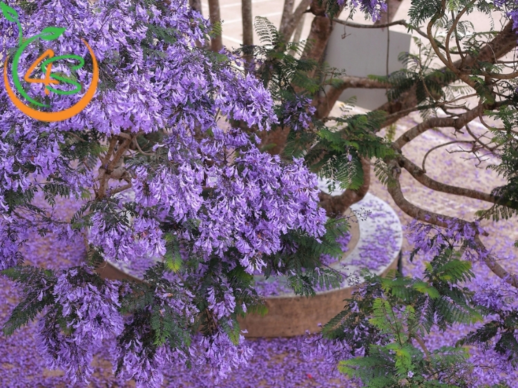 Cây Phượng Tím 11 cây hoa phượng tím