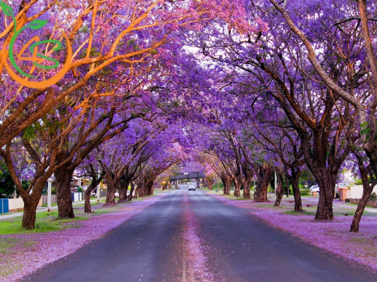 Cây Phượng Tím 12 cây hoa phượng tím